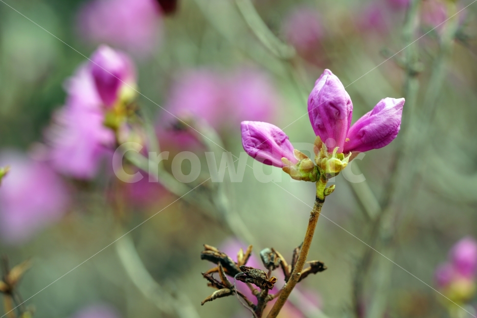 진달래,꽃,플라워,꽃봉오리,식물,자연,flower,nature,spring,접사,macro,클로즈업,closeup,tree,숲,숲속,산림,삼림,조경,plants,봄꽃,감성,힐링,풍경,landscape,식물,자연,plants,nature,봄,계절,spring,season,꽃,flower,plant,blossom,geranium,제라늄