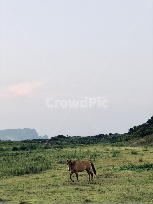 제주도,말,제주마,제주말,동물