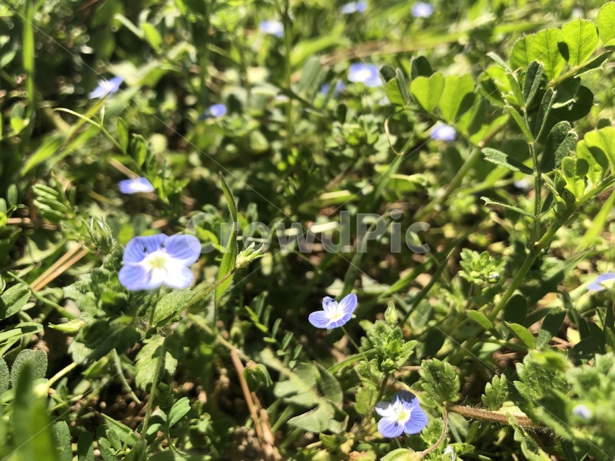 plant,식물,blossom,꽃,geranium,flower