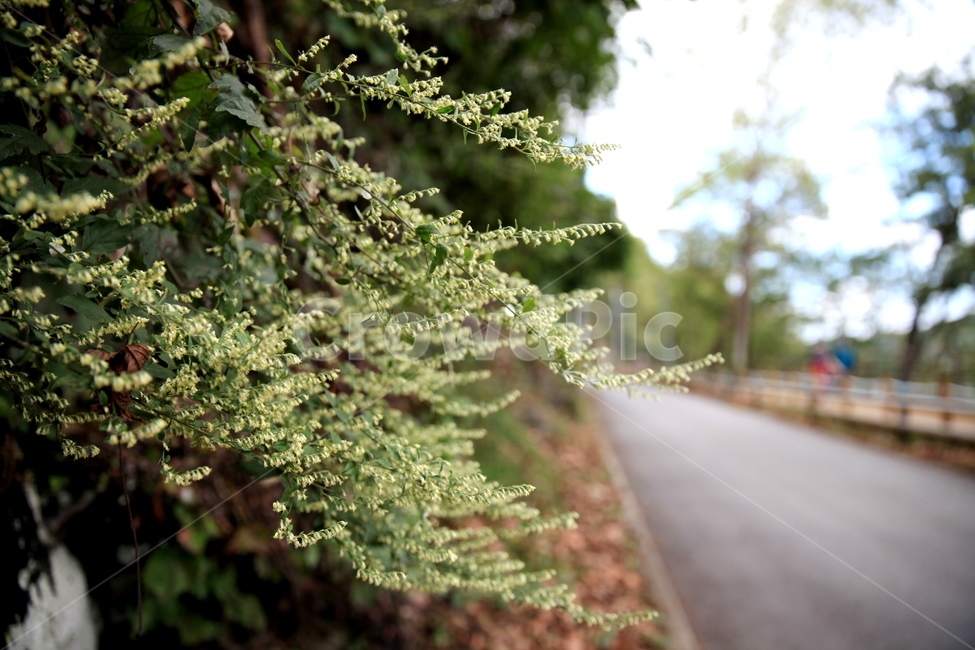 진천초롱길,길,나무,꽃,road,도로,자연,인간,산책길,nature,아련한,봄,spring,코스