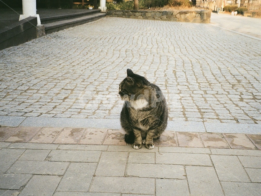 고양이,cat,앉아있는고양이,kitty,길고양이
