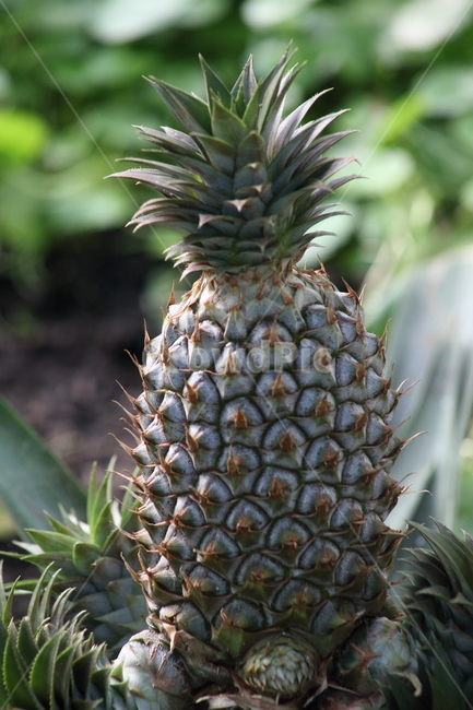 파인애플,pineapple,과일,fruit,food,과일,열매,fruit