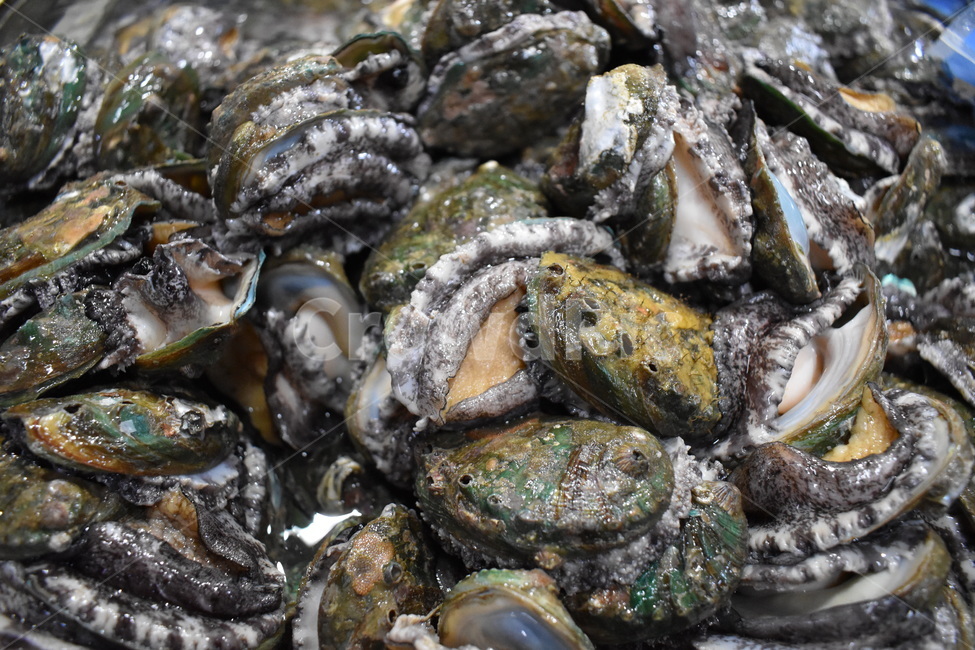 해양생물,음식,전복,food,seafood