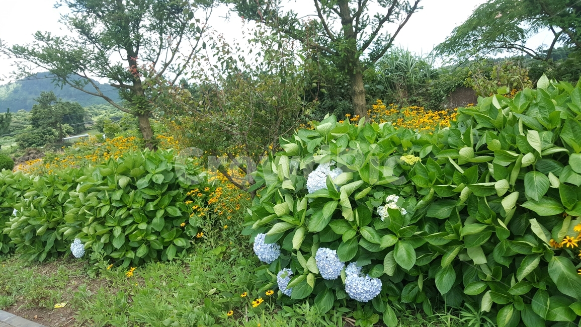 수국,꽃,잔디,flower,hydrangea,floewer,green,tree,grass