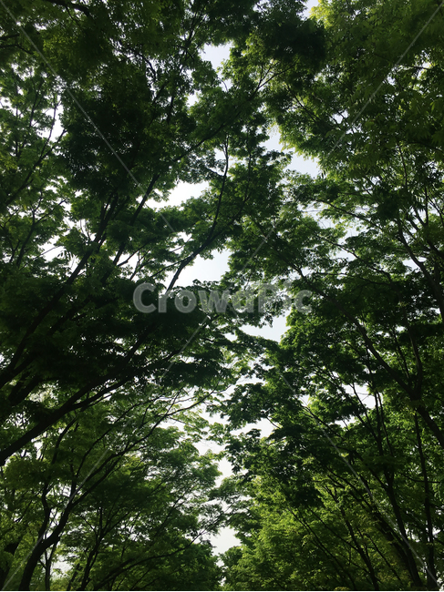 나무,plant,여름,나뭇잎,녹색잎