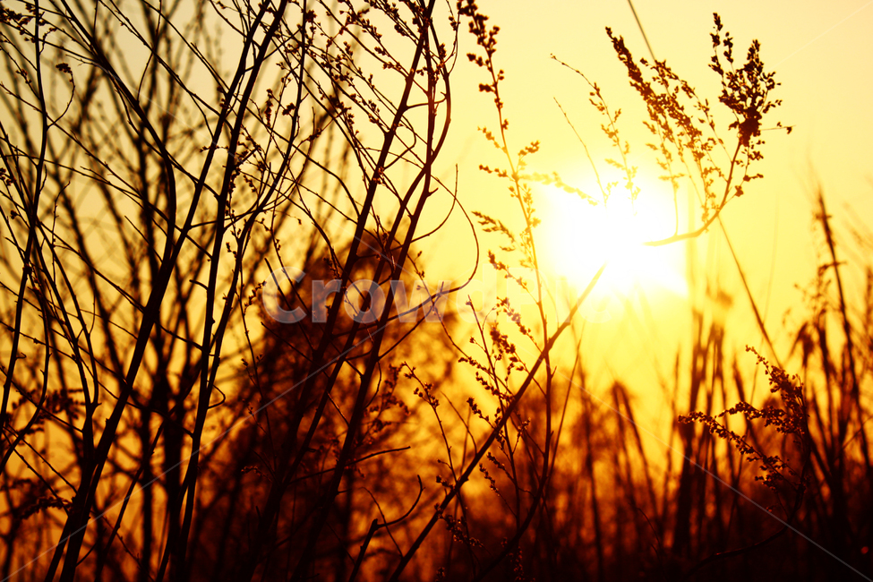 노을,갈대,해,역광,그림자,강렬한,sunset,sun,식물,자연,plants,nature