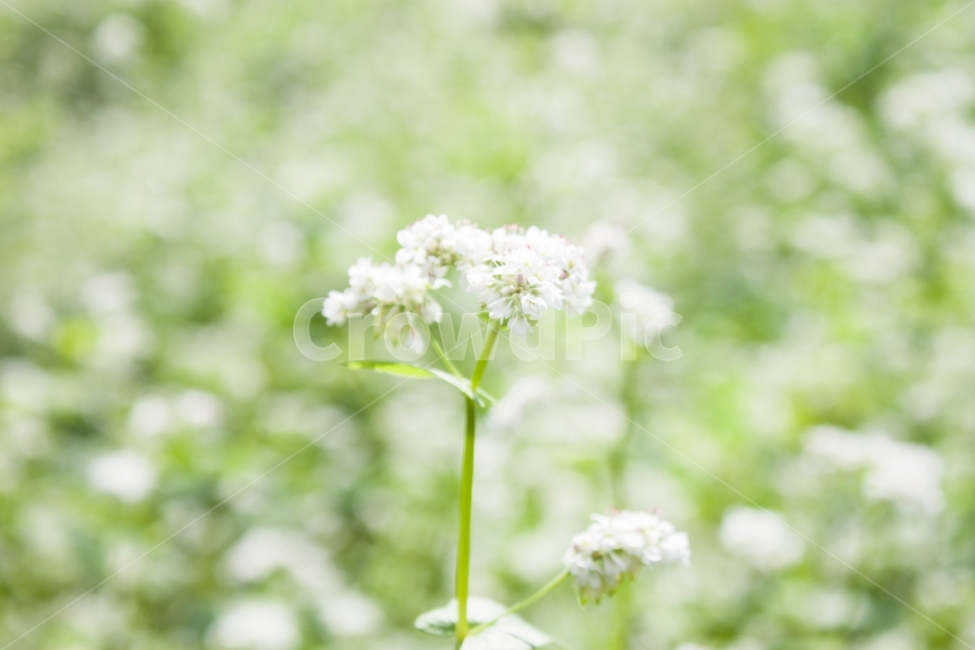 메밀,메밀꽃,메밀밭,꽃,꽃밭,flower,buckwheatflower,식물,자연,plants,nature,꽃,flower,감성,sensible,feeling