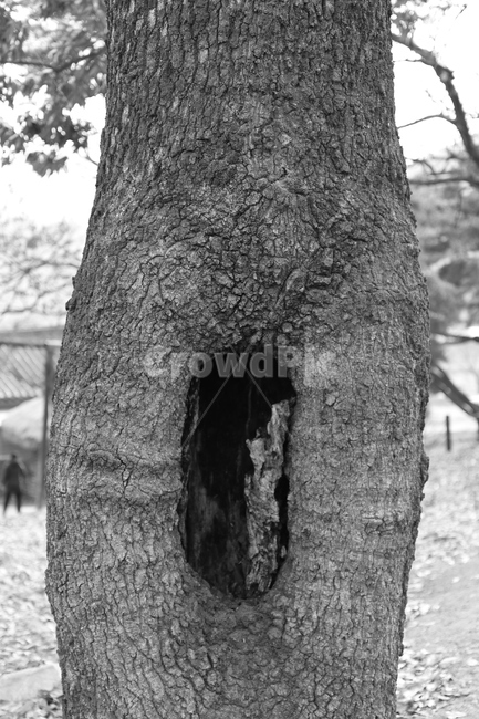 나무,특이한나무,구멍난나무,빈공간,빈자리,empty,tree,specialtree,grotesque