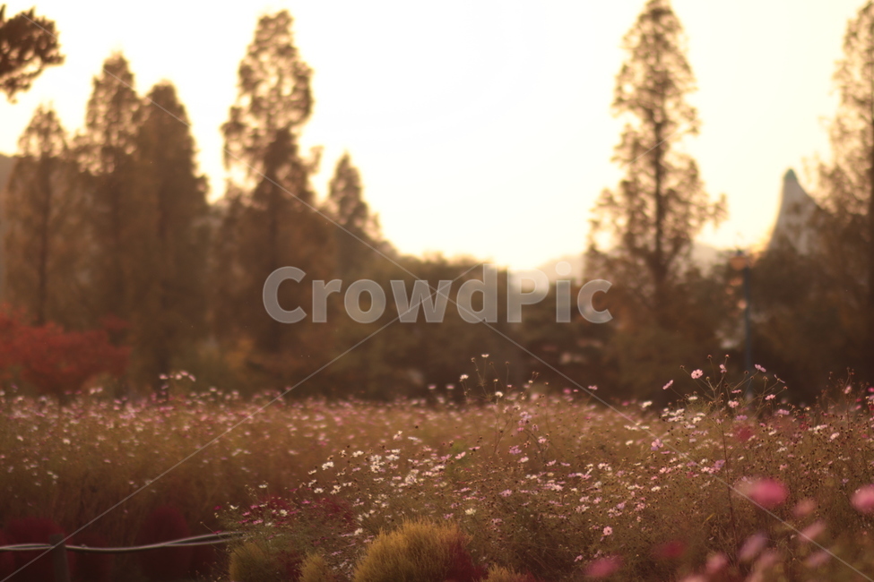 가을,어딘가,따뜻한,가을픙경,flowers,autumn,autumnscenery,fall,코스모스,가을꽃,cosmos,자연,풍경,nature,landscape