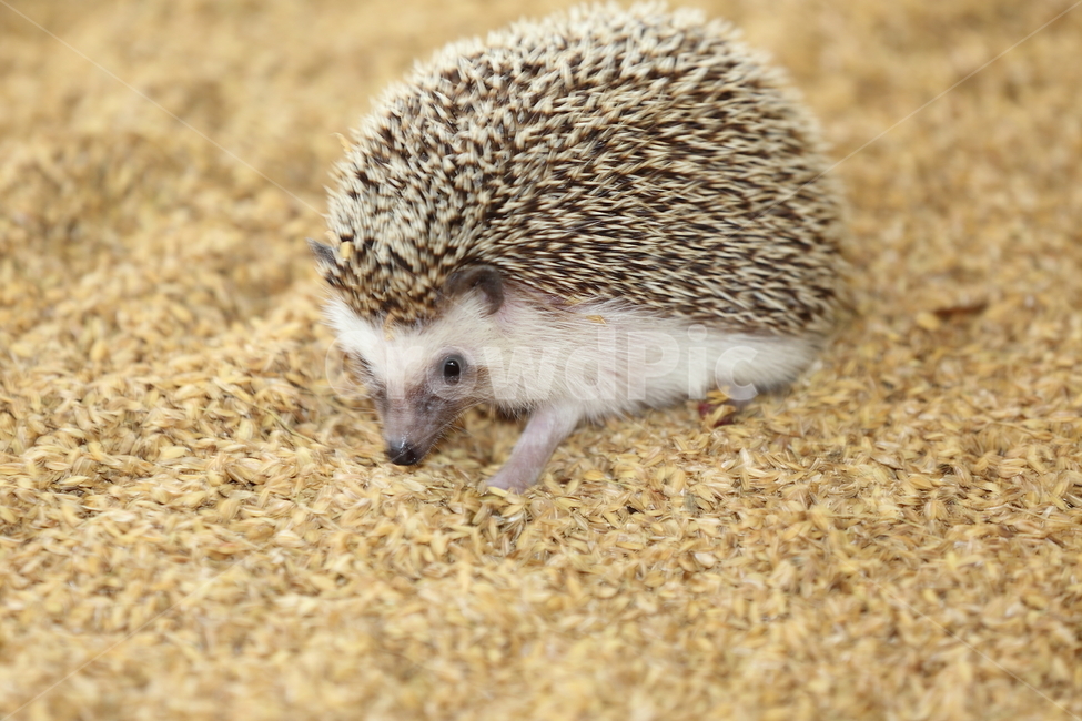 고솜도치,고솜,도치,고솜도치농장,귀여워,동물,animal,포유류,mammal