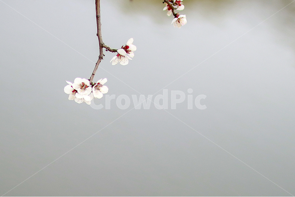 벗꽃,봄,호수,꽃,감성사진,봄,계절,spring,season,plant,식물,flower,blossom