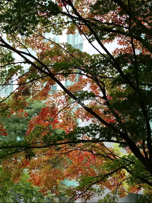 나무,단풍,plant,tree,leaf,잎,나뭇잎,나무줄기,maple,treetrunk,식물,자연,plants,nature