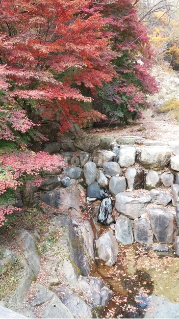 autumn,scenery,가을,산,단풍,풍경,산책,나무,plant,tree,식물,가을,계절,fall,autumn,season,rubble,파편