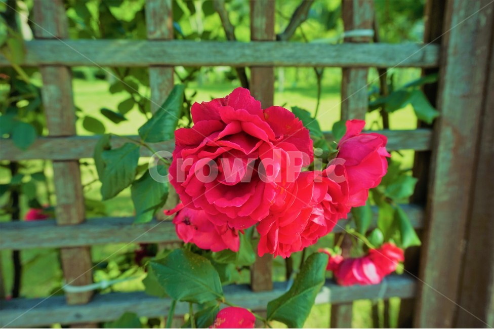 장미,여름,red,summer,flowers,꽃,여름꽃,식물,자연,plants,nature,꽃,flower