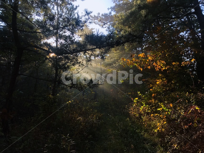 햇살,산속,햇빛,가을,단풍,아침,숲,sunshine,autumn,fall,maples,woods,forest,nature,자연,자연,풍경,nature,landscape,light,빛,flare,플레어,sunlight