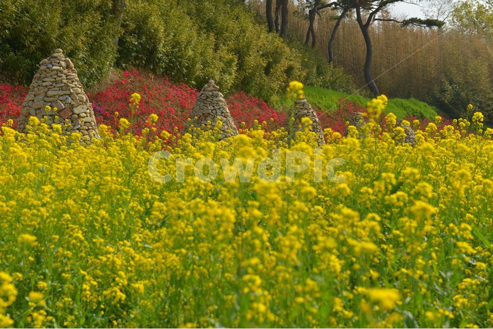 유채꽃,해미읍성,꽃,노랑,flower,돌탑,봄