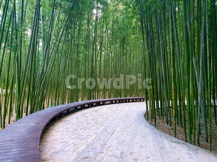 태화강대나무숲,울산태화강,대나무,숲길,road,bamboo,평화,마음의안정,휴식,rest,쉼,peaceful,green,forest,healing,calm,silent