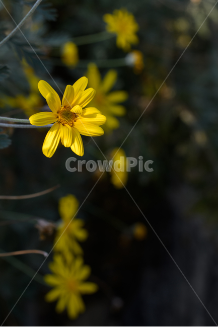 노랑,봄,잔디꽃,접사,매크로,꽃,봄꽃,식물,자연,plants,nature,꽃,flower