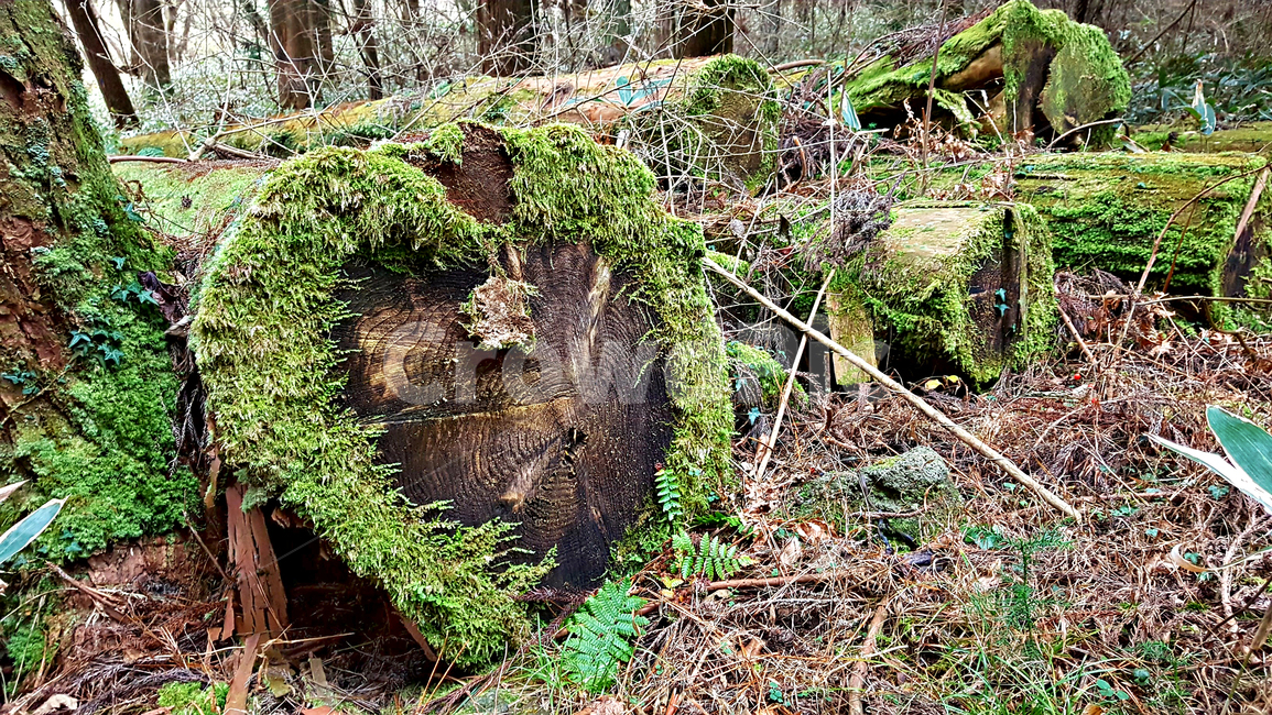 나무,숲,tree,plant,자연,옥외,nature