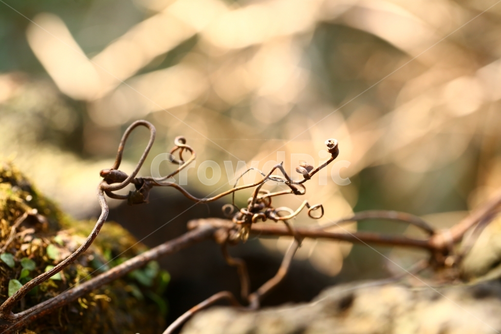 빛,감성,자연,따뜻함,설레임,식물,자연,plants,nature,감성,sensible,feeling