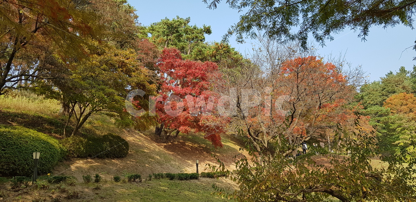 가을,단풍,낙엽,잎,나무잎,마른나무잎,자연,풍경,빨강,갈색,노랑,초록,잔디,풀,나무,tree,plant,maple,식물,흙,바위,돌