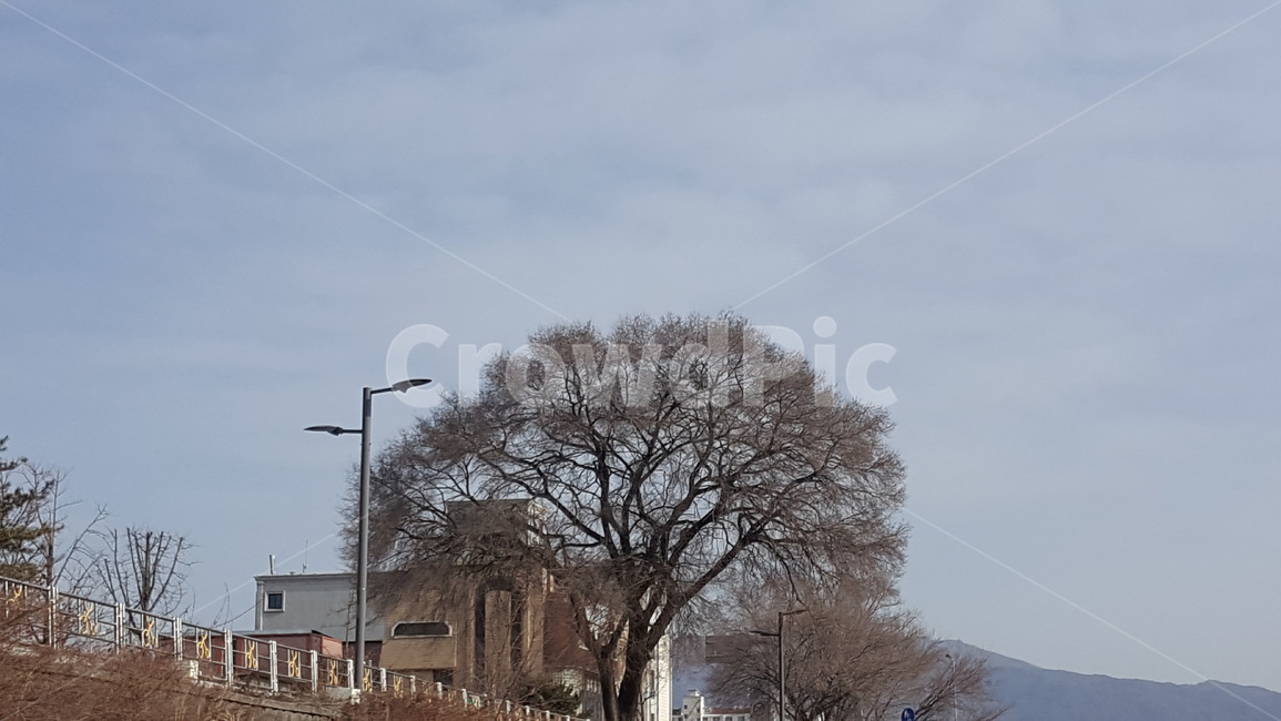 자연,풍경,나무,나무풍경,하늘,경치,겨울,계절,winter,season,자연,풍경,nature,landscape,식물,plants,나무,trees,wood,outdoors,옥외