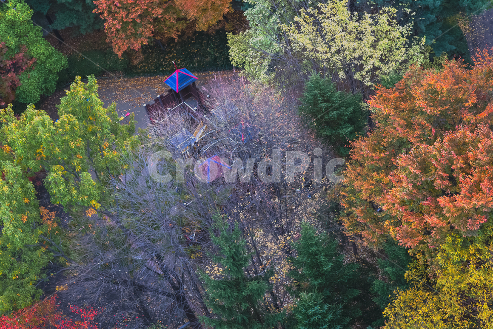 풍경,가을,늦가을,tree,나무,plant,식물,가을빛,단풍색,공원,가을단풍,단풍,울긋불긋,경치,가을색,초가을,단풍시즌,하이앵글,계절,녹색,그린,노랑,노랑색,노란색,낙옆,낙엽,leaf,outdoor,옥외,leaves,fallenleaves,놀이터,놀이기구,가을,계절,fall,autumn,season