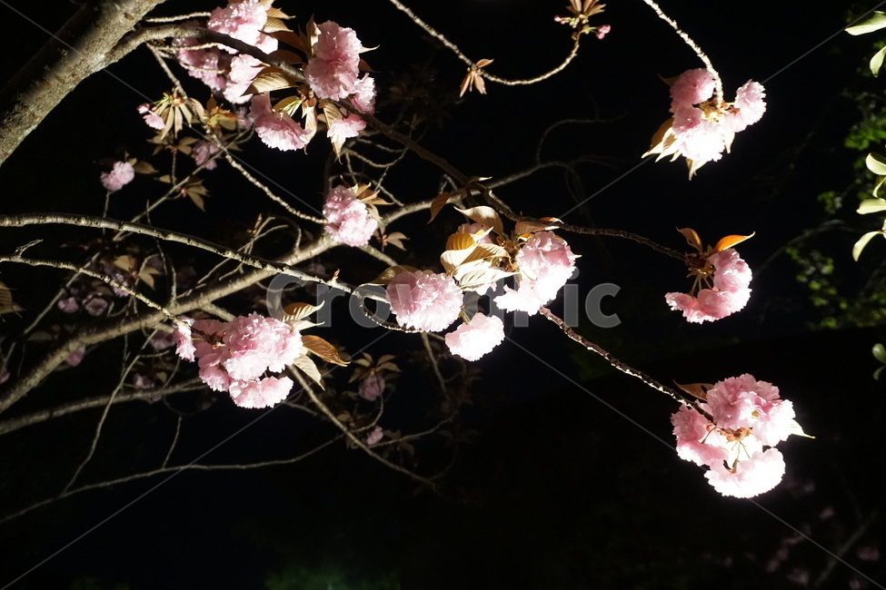벚꽃,봄,꽃,밤,자연,cherryblossom,spring,flower,night,nature,야경,밤,풍경,nightscape,night,landscape,식물,자연,plants,nature,꽃,flower,plant,leaf,잎,blossom