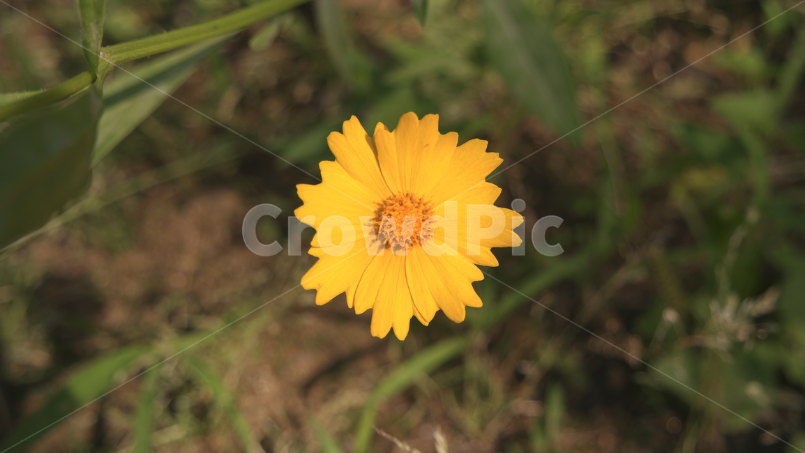 야생화,들꽃,노란색,노란꽃,꽃,노란야생화,야외,식물,꽃배경,자연,wildflower,flower,yellow,yellowflower,yellowwildflower,plants,nature,flowerbackground,outside