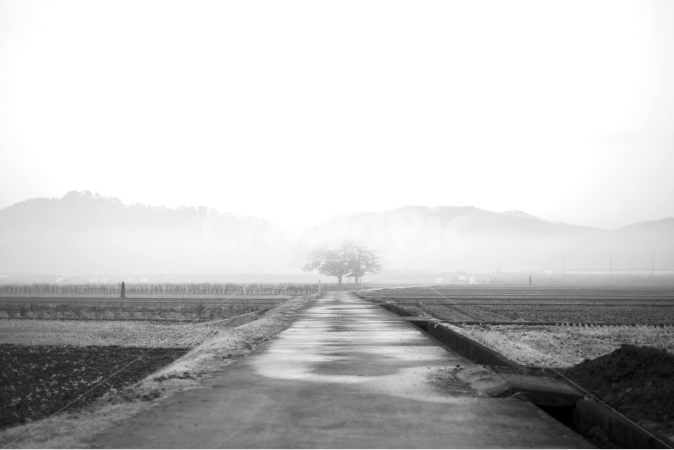 길,시골길,농촌,안개,풍경,자연,풍경,nature,landscape,시골,마을,country,rural,town,흑백,모노톤,monochrome,black and white,weather,날씨