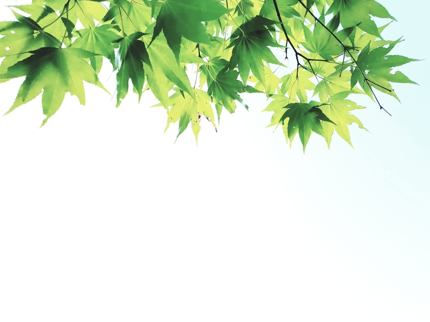 자연,힐링,초록,그린,햇살,휴식,green,하늘,나무잎,단풍나무,식물,배경화면,배경이미지,배경,nature,바탕화면,식물,자연,plants,nature