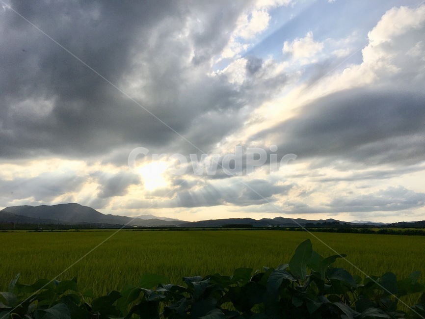 nature,자연,outdoors,옥외,field,들,grassland,목초지,논,하늘,구름