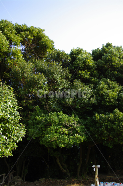 나무,동백나무,숲,식물,잎,자연,풍경,nature,landscape,vegetation,초목,plant,outdoors,옥외,tree,land,땅