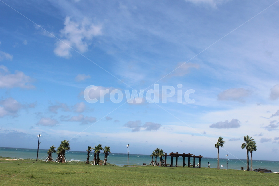 제주,제주도,바다,나무,야자수,여유로움,여유,nature,자연,outdoors,푸른하늘,sky,하늘,ocean,water,sea,물,날씨,land,땅,대양,coast,연안,자연,풍경,nature,landscape,한국자연풍경,한국자연경관,korea nature landscape,plant,식물,grass,잔디,옥외