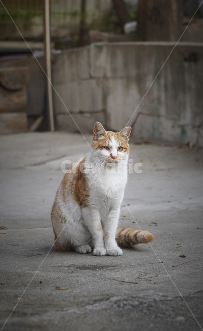 고양이,길고양이,치즈냥이,cat,roadcat,냥이,동물,animal,abyssinian,포유류,동물,animal,포유류,mammal,고양이,cat,kitten,kitty