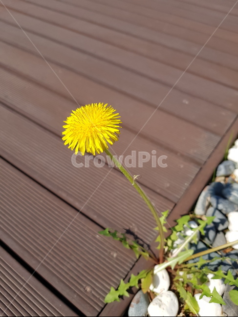 민들레,꽃한송이,노랑,봄,테라스,식물,자연,plants,nature,꽃,flower