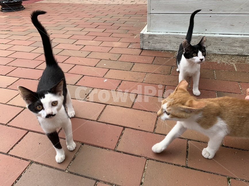 고양이,길고양이,아기고양이,길냥이,펫,포유류,귀여운,animal,cat,pet,kitty,lovely
