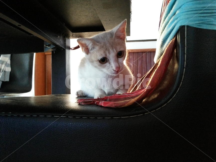 고양이,동물,아기고양이,cat,kitten