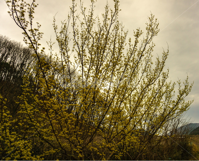 산수유,산수유꽃,산수유나무,노랑,풍경,꽃,봄,식물,자연,plants,nature,꽃,flower