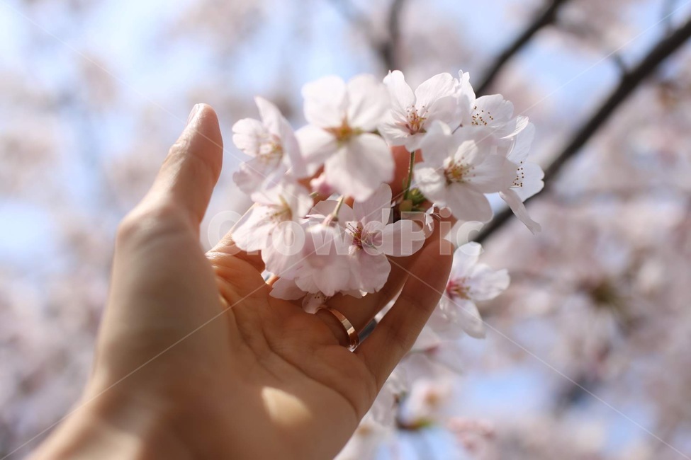 벚꽃,나무,봄,plant,식물,person,사람,human,인간,손,spring,hand,pinkblossom