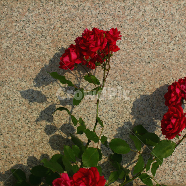 감성사진,자연,하늘,꽃,장미,색감,보정,flower,sky,summer,nature,red,color,식물,자연,plants,nature,꽃,flower