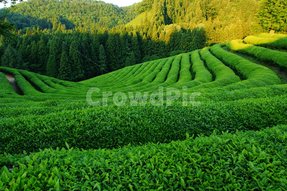 녹차밭,보성군,녹차,풍경,녹음,자연,풍경,nature,landscape,field,들