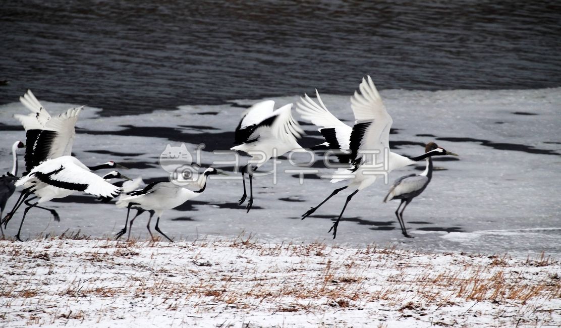 학, 철원학, 두루미, bird, 새, 사진,이미지,일러스트,캘리그라피 - 영산공작가