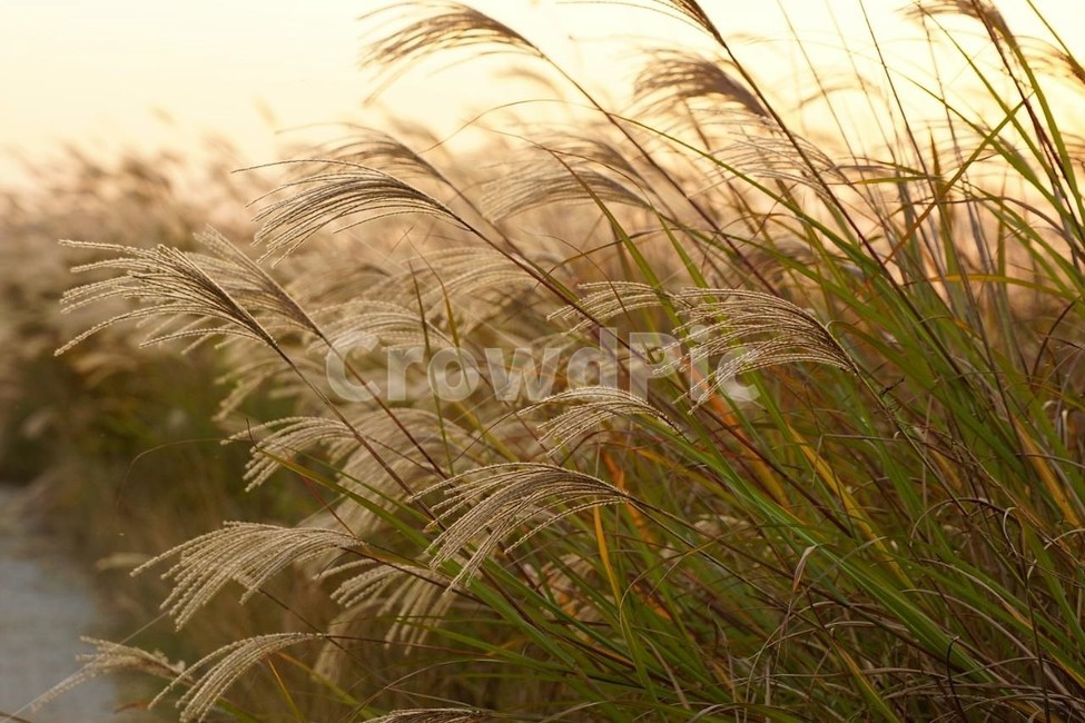 가을,억새,식물,자연,일몰,석양,감성,서정,fall,바람,풍경,nature,autumn,태양,계절,season,가을,계절,fall,autumn,season,식물,자연,plants,nature,grass,잔디,plant,lawn,reed,갈대