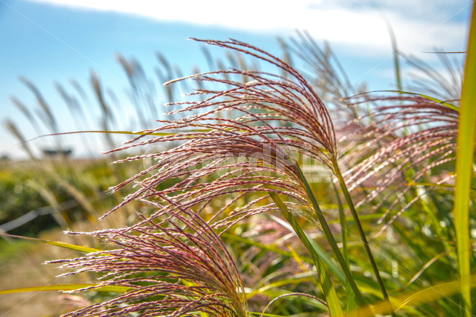 공원,하늘공원,식물,억새,억새풀,가을,계절,fall,autumn,season,식물,자연,plants,nature,grass,잔디,plant,lawn,reed,갈대