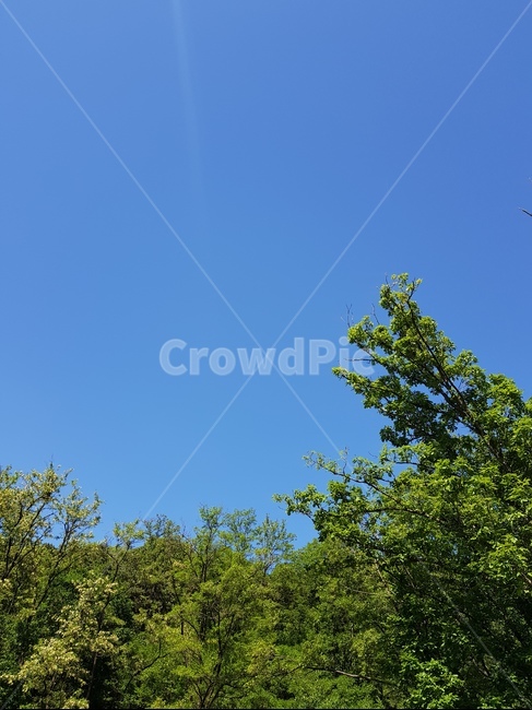 하늘,나무,자연,풍경,sky,푸른,푸르다,하늘색,자연,풍경,nature,landscape