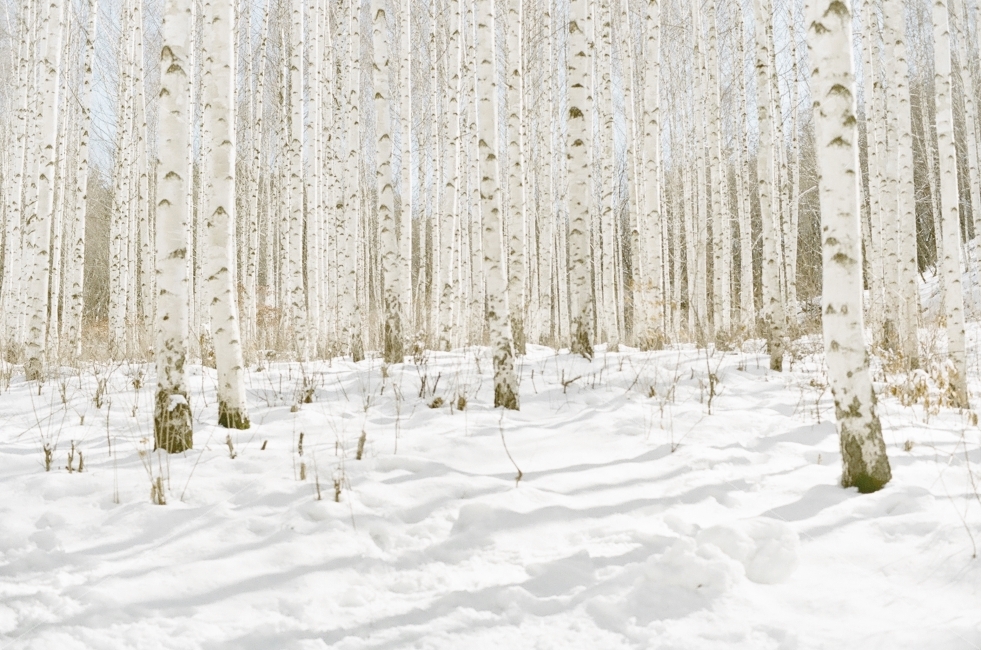birch tree,Inje,snow scene,birch forest,snow,film photo,Inje birch forest,emotional photo,landscape