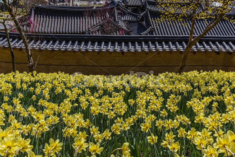 식물,시골,꽃,수선화,하늘,전통가옥,flower,daffodil,sky,plant,tree,spring,park,garden,tilehouse,ruins,antique