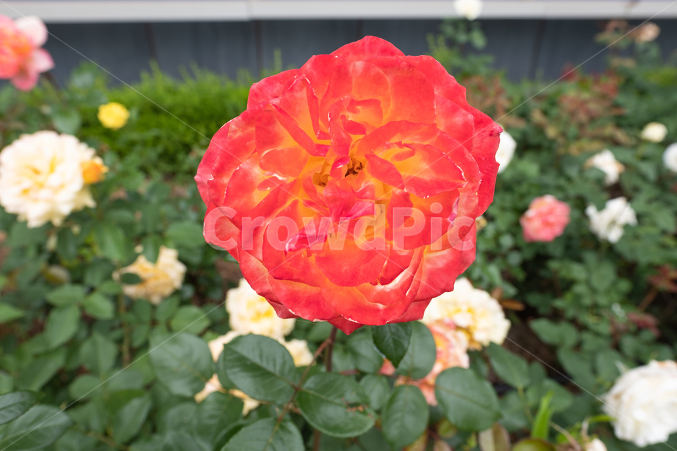 장미,꽃,여름꽃,가시,식물,자연,nature,식물,자연,plants,nature,꽃,flower