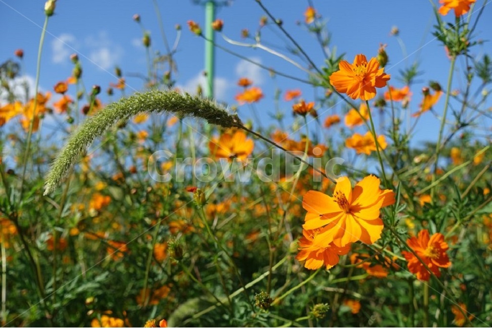 꽃,강아지풀,풍경,자연,하늘,식물,자연,plants,nature,꽃,flower